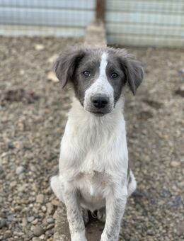 Kuno sucht seine Bezugsperson - Celle