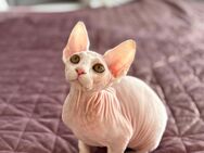 Canadian Sphynx, weiblich, 13 Wochen - Eichstätt