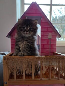 BKH x BLH Mix Kitten - Kiefersfelden