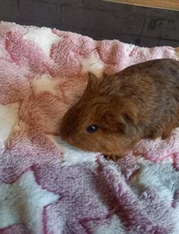 2 junge Meerschweinchenmädels suchen Traumplatz! - Geretsried