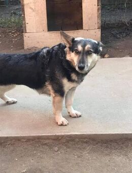 Süsse LUCY hätte so gerne ein Zuhause ♥ - Gevelsberg