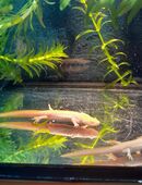 Molche, spanische Rippenmolche Albinos in 41564