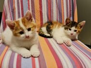 EKH Kitten - Colditz Zentrum