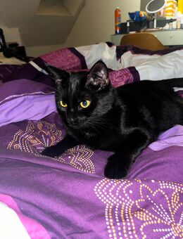 2 Katzen Geschwister suchen ein neues Zuhause - Alzenau