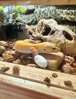 Leopardengecko - Kürten