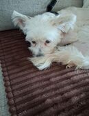 Wurfankündigung in 73312