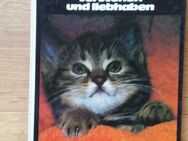KATZEN verstehen und liebhaben. Wichtige Tips für Katzenfreunde. Gebundene Ausgabe v. 1977, Schneider Verlag - Rosenheim