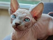 Canadien Sphynx Kater - Bad Sassendorf