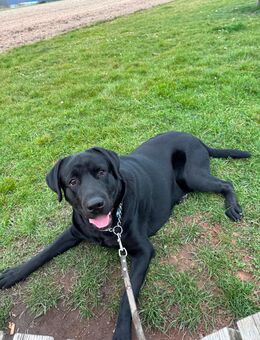 Labrador Rüde - Donsieders