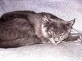 American Curl Kitten (Ohne Papiere) in 45966