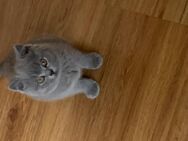 BKH Kitten mit Stammbaum - Bayreuth