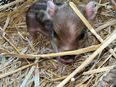 Microschweine, Minischweine in 48720