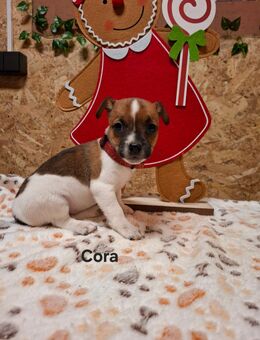 Jack Russel Terrier Welpen - Dietersburg