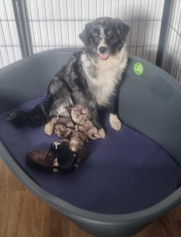 Mini Australian Shepherd , Australian Shepherd, Welpen - Bad Münstereifel