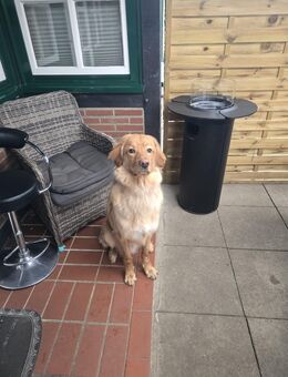 Aktiver junger blonder Hovawartrüde sucht ein sehr gutes neues zu Hause - Fehmarn