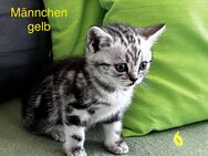 5 reinrassige BKH Kitten - Nürnberg