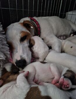 Süße Jack Russell Welpen - Dettmannsdorf
