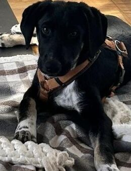 🐾 Neo junger Hund sucht sein Für-imme - Hürth