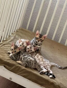 Bengal kitten - Frankfurt (Main) Nied