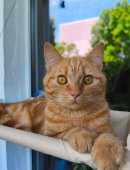 BKH Mix Kater jung ,kastriert - Cottbus Zentrum