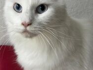 Maine coon katze weiß blaue Augen - Kandel