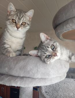 BKH Kitten, zwei Mädchen übrig - Hagen (Stadt der FernUniversität) Boele