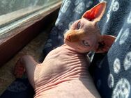 Sphynx Kater 8 Monate - Radbruch