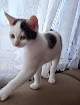❤️ Süße Katzenbaby sucht liebevolles Zuhause ❤️ - Siegbach