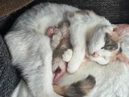 2 wundervolle BKH/EKH Kitten - Breitenfelde