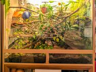 großes Terrarium komplett mit zwei weiblichen Kornnattern - Wunstorf