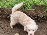 💜Balou💜 6 Monate Mischling - Kassel