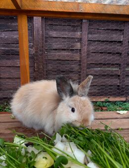 Verkaufe Angora mix Kaninchen - Jüterbog Zentrum