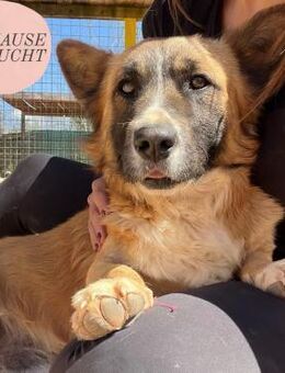 Kleiner KRÜMEL sucht Forever-Menschen❤️ - Saarbrücken