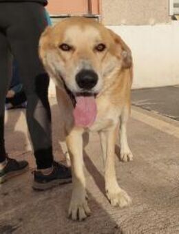 Ein großer Kerl auf Familiensuche ! - Lenningen