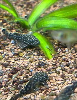 Welsnachwuchs abzugeben Aquarium - Mettmann