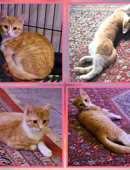 Maine Coon Mix Kitten suchen ihre Menschen - Sankt Michaelisdonn