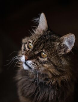 Riesengroß Kater Leonard - Zossen