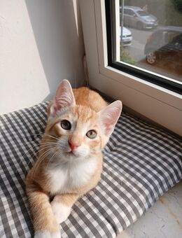 Roter Kater in liebevolle Hände abzugeben - Kiel Gaarden-Ost