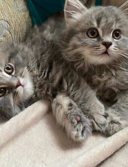 Süße flauschige Kitten abzugeben - Berlin Neukölln