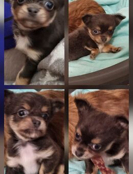 Chihuahua Reinrassig von Privat! - Bottrop
