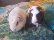 2 süße Meerschweinchen - Datteln