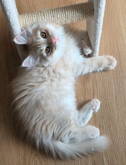 Reinrassiger Kater creme/rote Maine Coon - Dorsheim