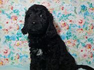 Standard Goldendoodle Welpen - Doodle Welpe - Doodles wie Labradoodle - Lützelbach