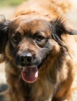 Vicko Wer schenkt ihm Sicherheit? - Obertshausen