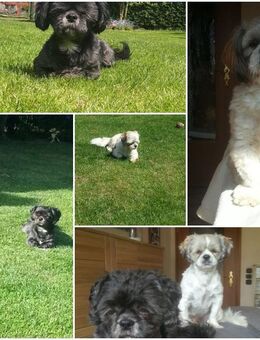 DECKRÜDEN f. z. B. Shih-Tzu, Havaneser, Malteser, Bolonka, Pudel, Terrier, Pekinese, Pomeranian o. ähnliche - Oberhausen