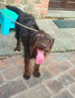 Nugget - aussortierter Trüffelsuchhund - Würzburg