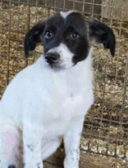 Ezra blickt hilfesuchend zu dir - München