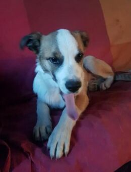 Welpe Mika sucht dringend Zuhause - Großefehn