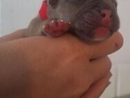 Old English Bulldog mit Ahnentafel Hündin - Fambach