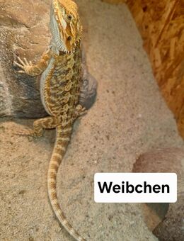 Farb-Bartagamen Jungtiere ( pogona vitticeps) NZ 07 2025 - Offstein